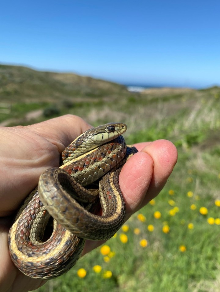 Coast Garter Snake